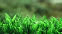 唯美养眼绿色植物，小草等清新户外草地护眼桌面壁纸图片