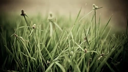 唯美养眼绿色植物，小草等清新户外草地护眼桌面壁纸图片