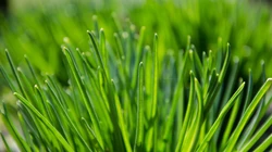 唯美养眼绿色植物，小草等清新户外草地护眼桌面壁纸图片
