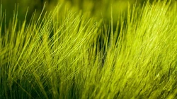 唯美养眼绿色植物，小草等清新户外草地护眼桌面壁纸图片