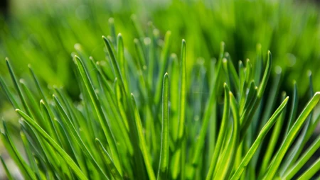 唯美养眼绿色植物，小草等清新户外草地护眼桌面壁纸图片