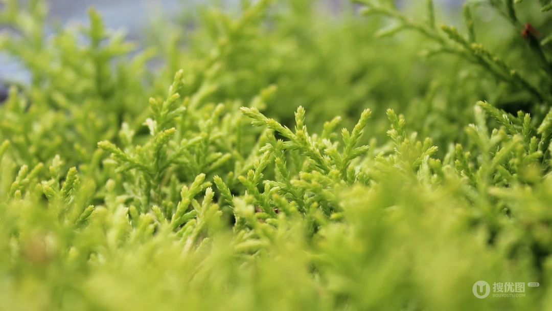 唯美养眼绿色植物，小草等清新户外草地护眼桌面壁纸图片