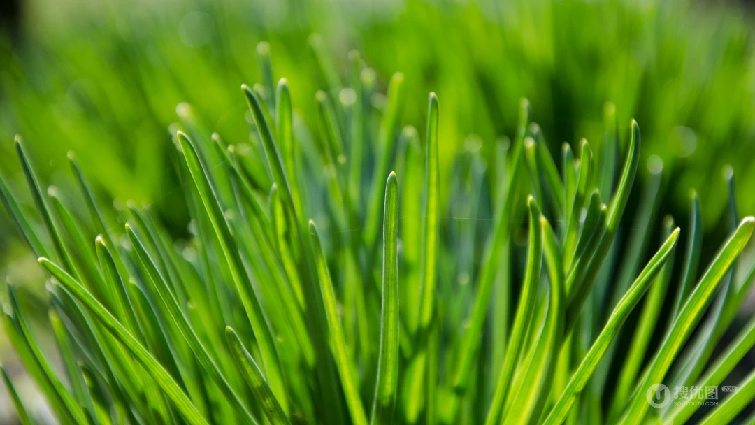 唯美养眼绿色植物，小草等清新户外草地护眼桌面壁纸图片