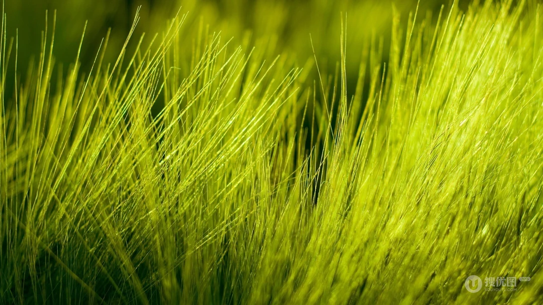 唯美养眼绿色植物，小草等清新户外草地护眼桌面壁纸图片