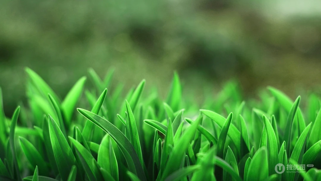 唯美养眼绿色植物，小草等清新户外草地护眼桌面壁纸图片