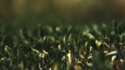 唯美养眼绿色植物，小草等清新户外草地护眼桌面壁纸图片