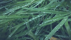 唯美养眼绿色植物，小草等清新户外草地护眼桌面壁纸图片