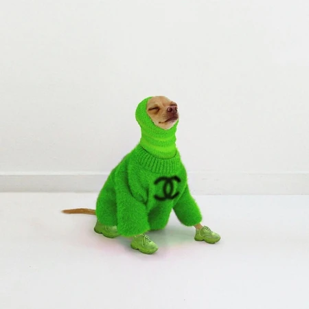 时尚装扮潮的一匹的狗狗宠物头像图片