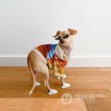 时尚装扮潮的一匹的狗狗宠物头像图片