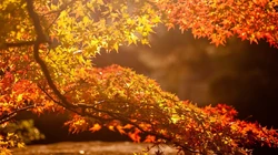 火红的颜色，震撼的色彩，唯美红色树叶、枫叶桌面壁纸图片