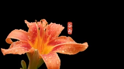 二十四节气之谷雨主题壁纸，以露珠为背景的唯美谷雨桌面壁纸图片