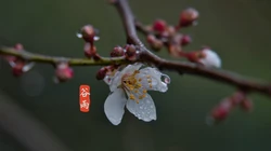 二十四节气之谷雨主题壁纸，以露珠为背景的唯美谷雨桌面壁纸图片