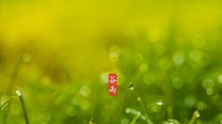 二十四节气之谷雨主题壁纸，以露珠为背景的唯美谷雨桌面壁纸图片