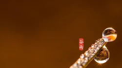 二十四节气之谷雨主题壁纸，以露珠为背景的唯美谷雨桌面壁纸图片