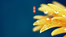 二十四节气之谷雨主题壁纸，以露珠为背景的唯美谷雨桌面壁纸图片