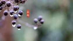 二十四节气之谷雨主题壁纸，以露珠为背景的唯美谷雨桌面壁纸图片