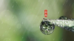 二十四节气之谷雨主题壁纸，以露珠为背景的唯美谷雨桌面壁纸图片