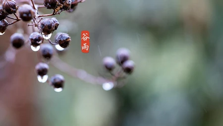 二十四节气之谷雨主题壁纸，以露珠为背景的唯美谷雨桌面壁纸图片