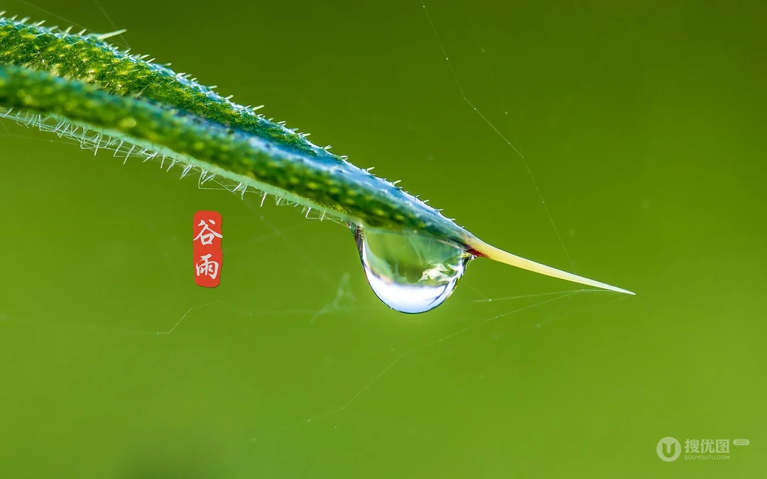 二十四节气之谷雨主题壁纸，以露珠为背景的唯美谷雨桌面壁纸图片