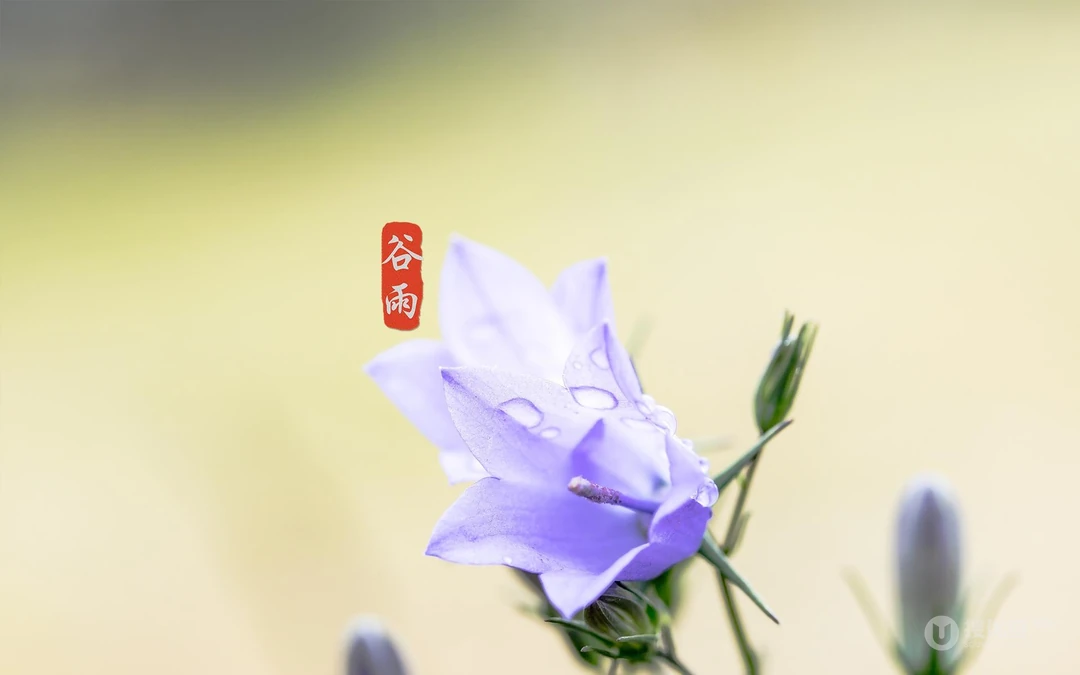 二十四节气之谷雨主题壁纸，以露珠为背景的唯美谷雨桌面壁纸图片