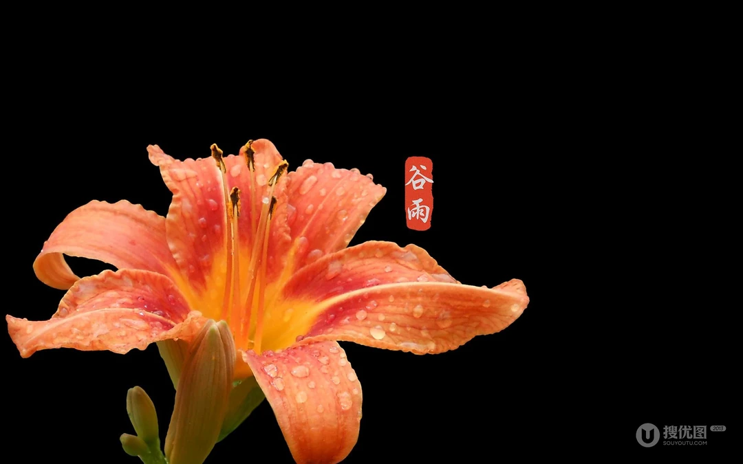 二十四节气之谷雨主题壁纸，以露珠为背景的唯美谷雨桌面壁纸图片