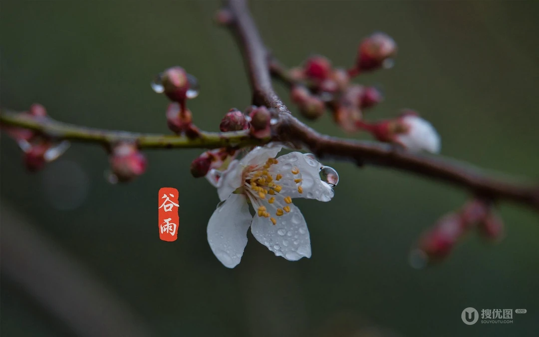 二十四节气之谷雨主题壁纸，以露珠为背景的唯美谷雨桌面壁纸图片