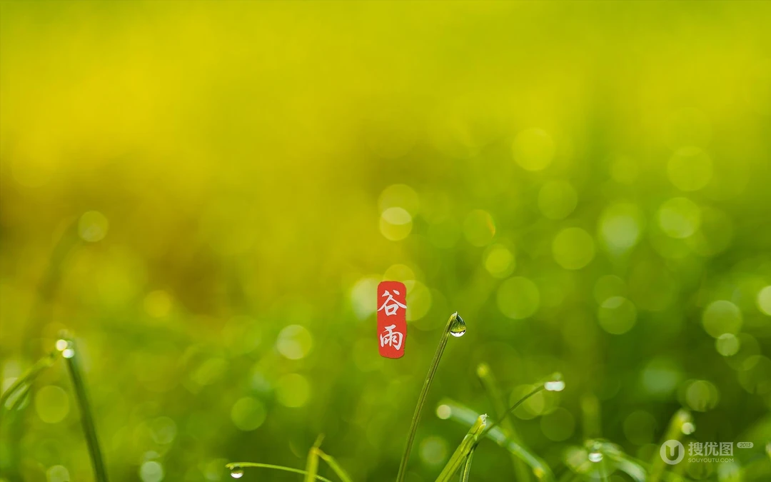 二十四节气之谷雨主题壁纸，以露珠为背景的唯美谷雨桌面壁纸图片