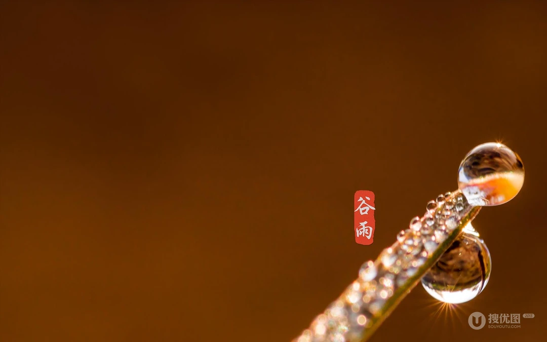 二十四节气之谷雨主题壁纸，以露珠为背景的唯美谷雨桌面壁纸图片