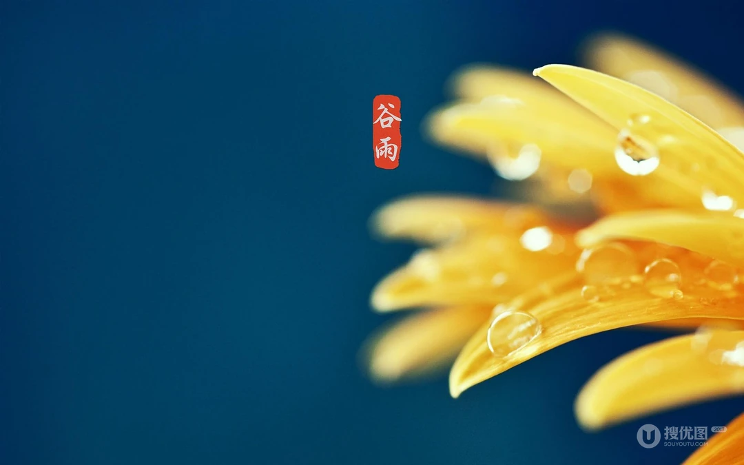 二十四节气之谷雨主题壁纸，以露珠为背景的唯美谷雨桌面壁纸图片