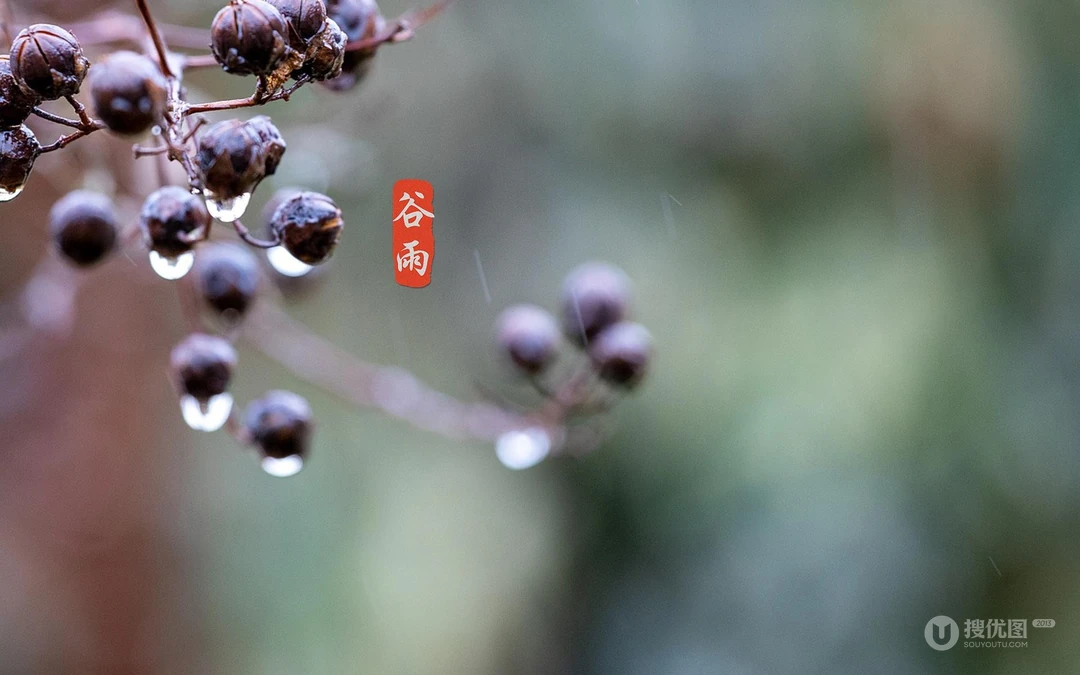 二十四节气之谷雨主题壁纸，以露珠为背景的唯美谷雨桌面壁纸图片