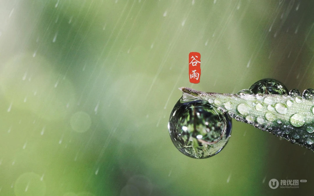 二十四节气之谷雨主题壁纸，以露珠为背景的唯美谷雨桌面壁纸图片