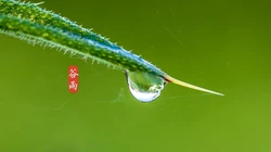 二十四节气之谷雨主题壁纸，以露珠为背景的唯美谷雨桌面壁纸图片