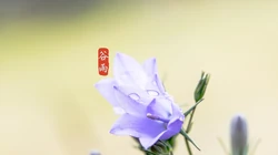二十四节气之谷雨主题壁纸，以露珠为背景的唯美谷雨桌面壁纸图片