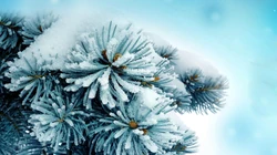 冰雪中的绿意，唯美高清冰雪中的树木枝丫微距桌面壁纸图片