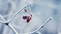 冰雪中的绿意，唯美高清冰雪中的树木枝丫微距桌面壁纸图片