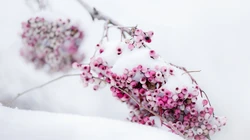 冰雪中的绿意，唯美高清冰雪中的树木枝丫微距桌面壁纸图片