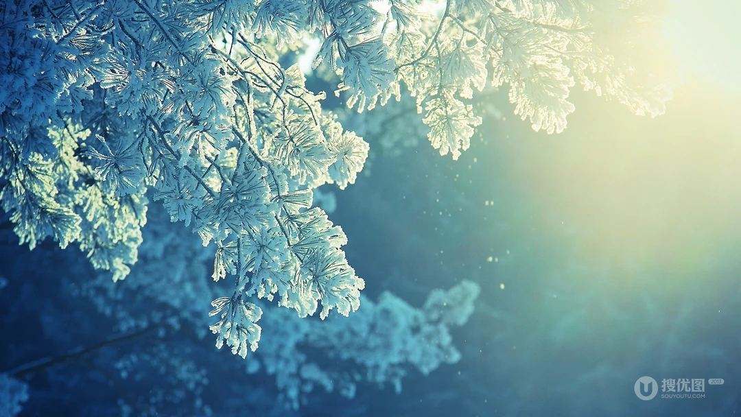 冰雪中的绿意，唯美高清冰雪中的树木枝丫微距桌面壁纸图片