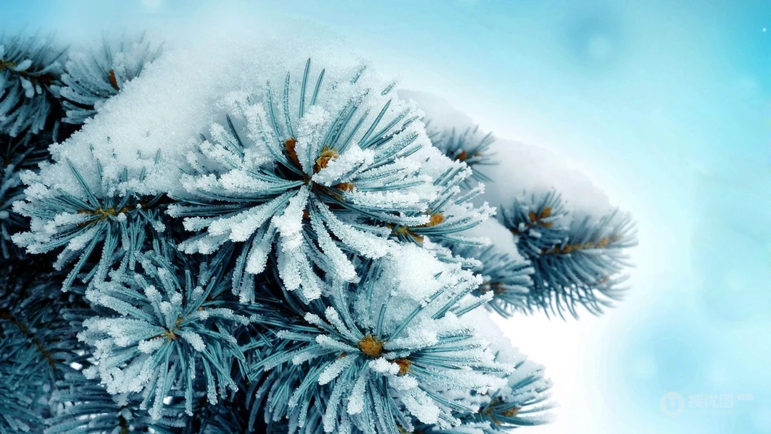 冰雪中的绿意，唯美高清冰雪中的树木枝丫微距桌面壁纸图片