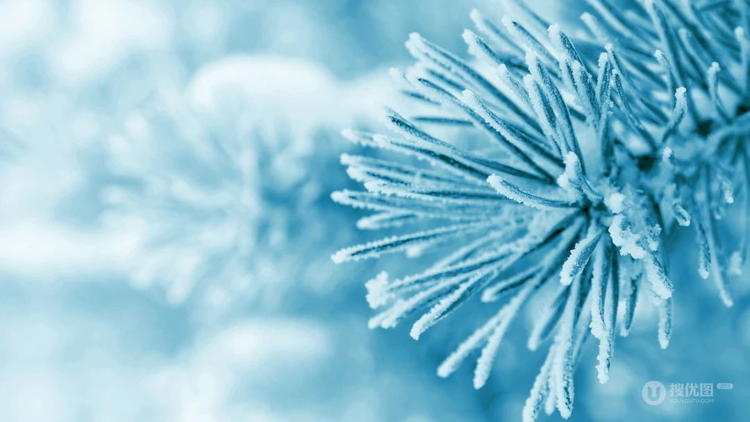 冰雪中的绿意，唯美高清冰雪中的树木枝丫微距桌面壁纸图片