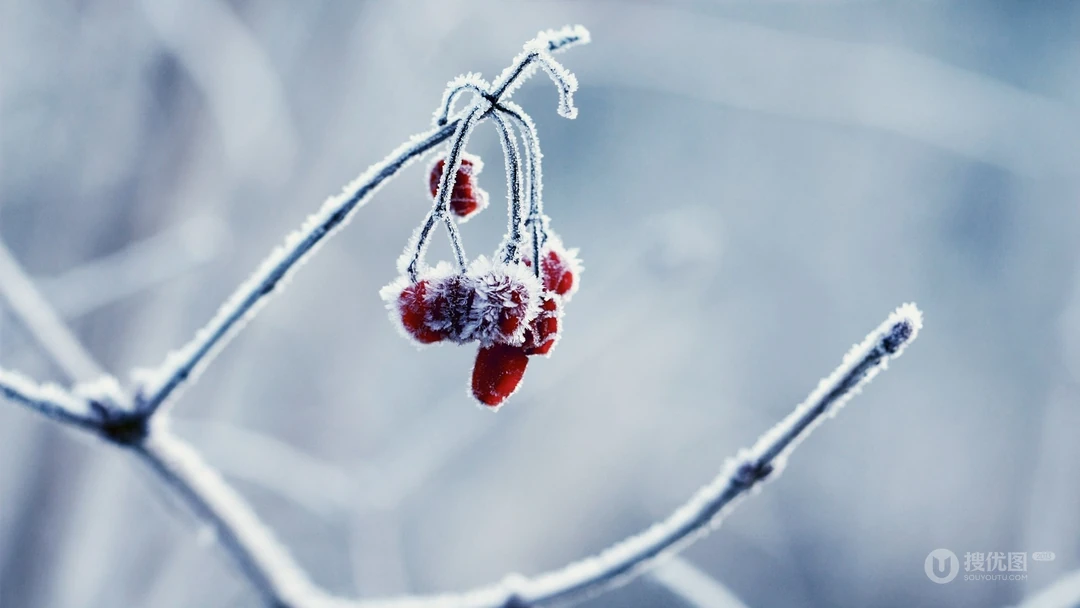 冰雪中的绿意，唯美高清冰雪中的树木枝丫微距桌面壁纸图片