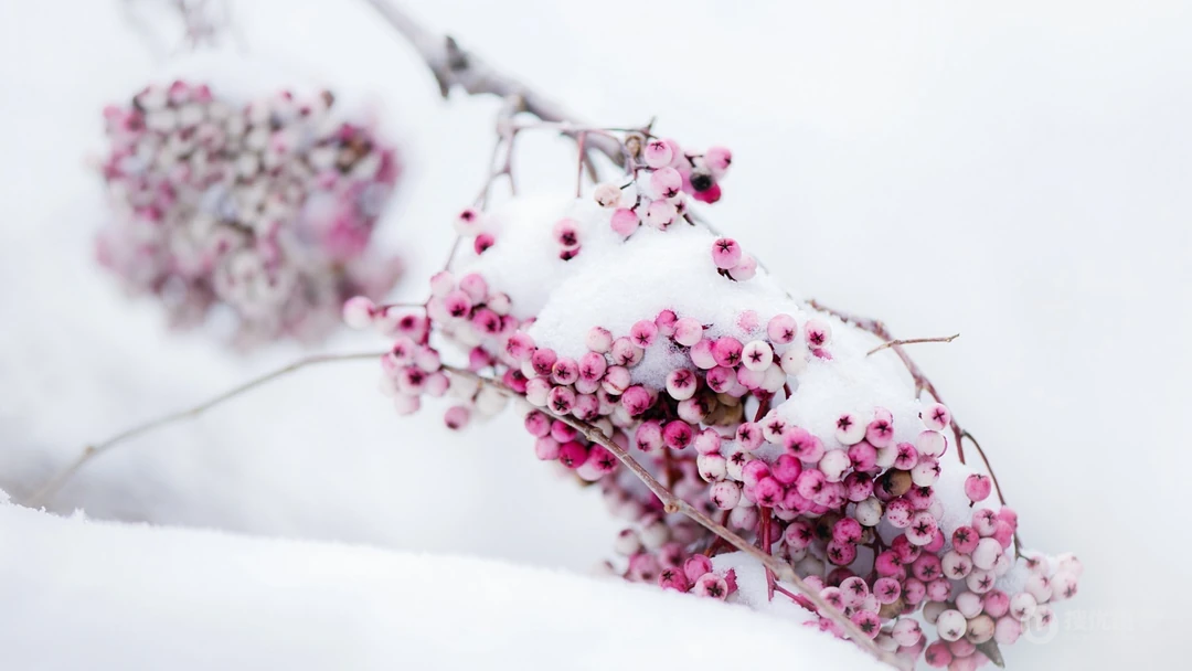 冰雪中的绿意，唯美高清冰雪中的树木枝丫微距桌面壁纸图片