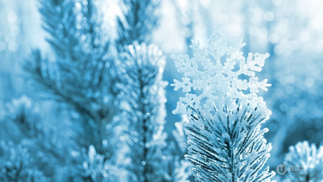 冰雪中的绿意，唯美高清冰雪中的树木枝丫微距桌面壁纸图片