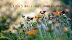 美丽的野花，花朵花卉植物壁纸图片，2020年4月唯美日历桌面图片