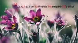 美丽的野花，花朵花卉植物壁纸图片，2020年4月唯美日历桌面图片