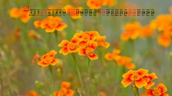 美丽的野花，花朵花卉植物壁纸图片，2020年4月唯美日历桌面图片