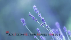 美丽的野花，花朵花卉植物壁纸图片，2020年4月唯美日历桌面图片