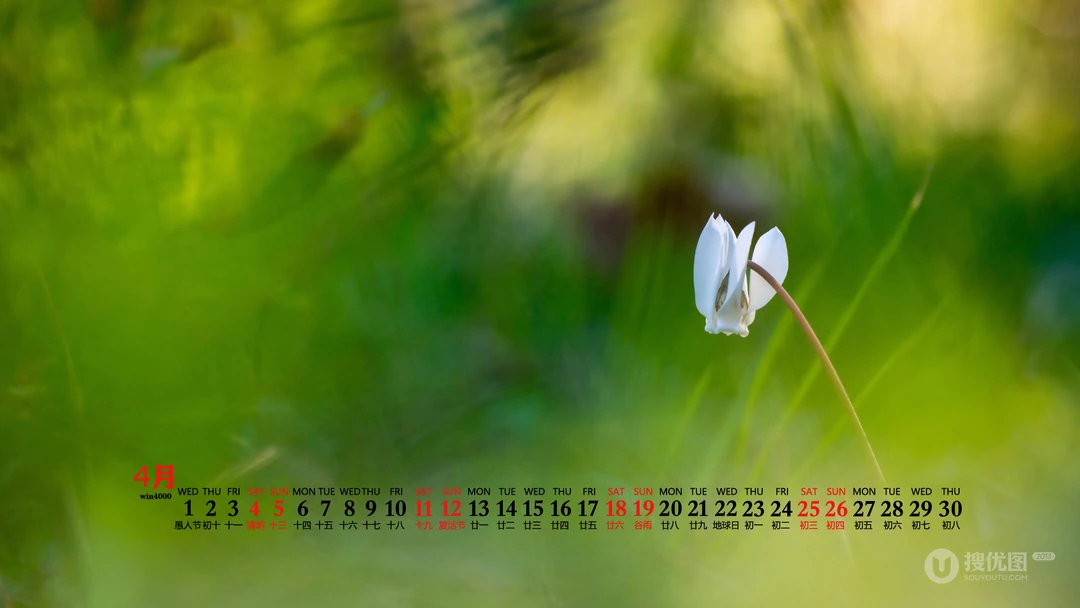 美丽的野花，花朵花卉植物壁纸图片，2020年4月唯美日历桌面图片