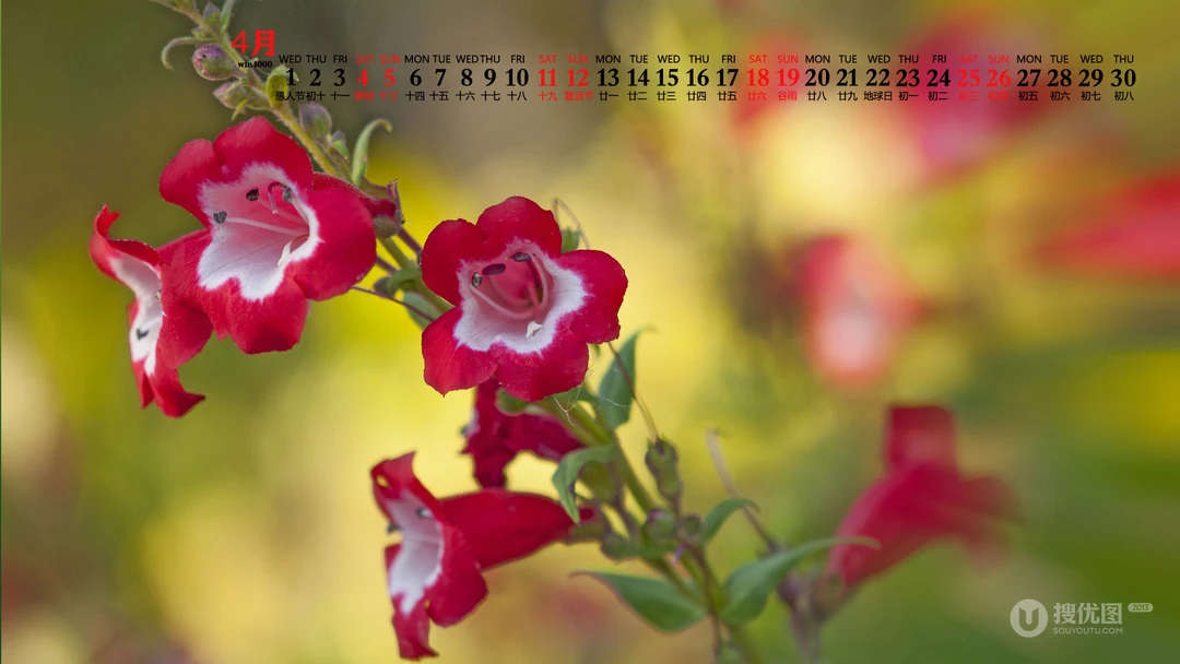 美丽的野花，花朵花卉植物壁纸图片，2020年4月唯美日历桌面图片