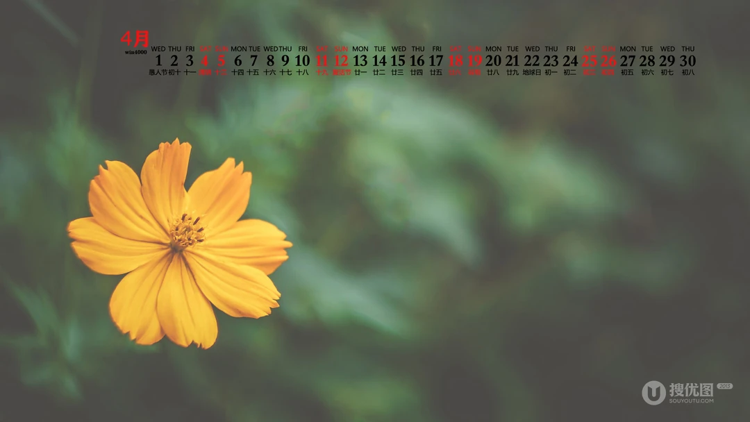 美丽的野花，花朵花卉植物壁纸图片，2020年4月唯美日历桌面图片
