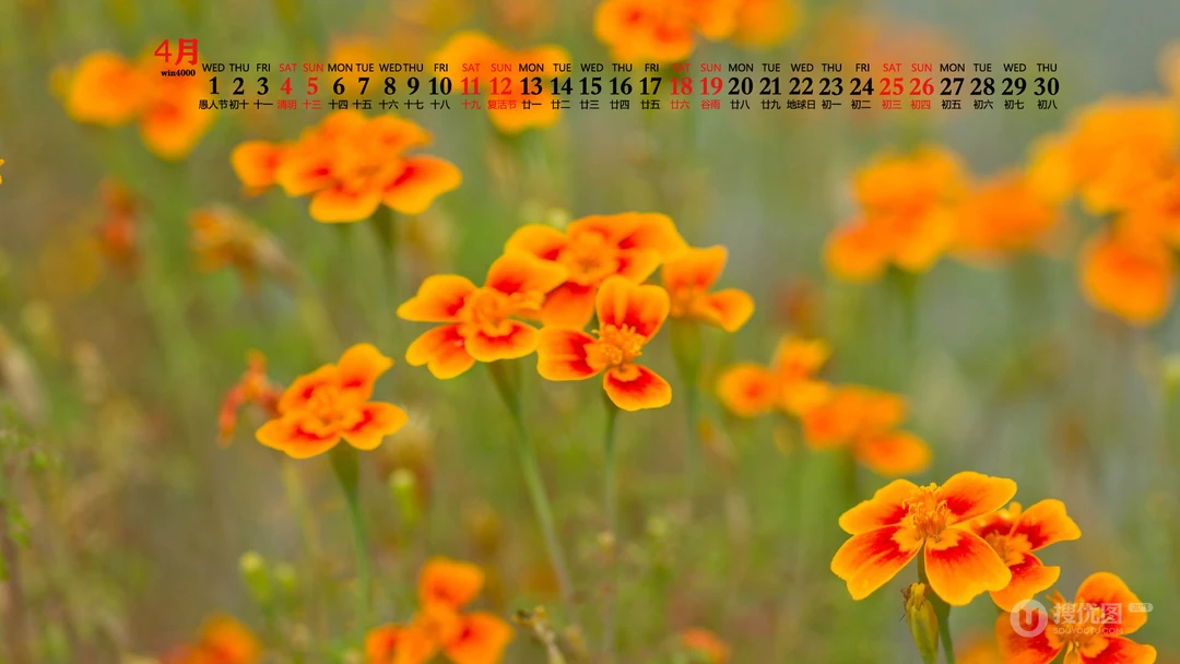 美丽的野花，花朵花卉植物壁纸图片，2020年4月唯美日历桌面图片